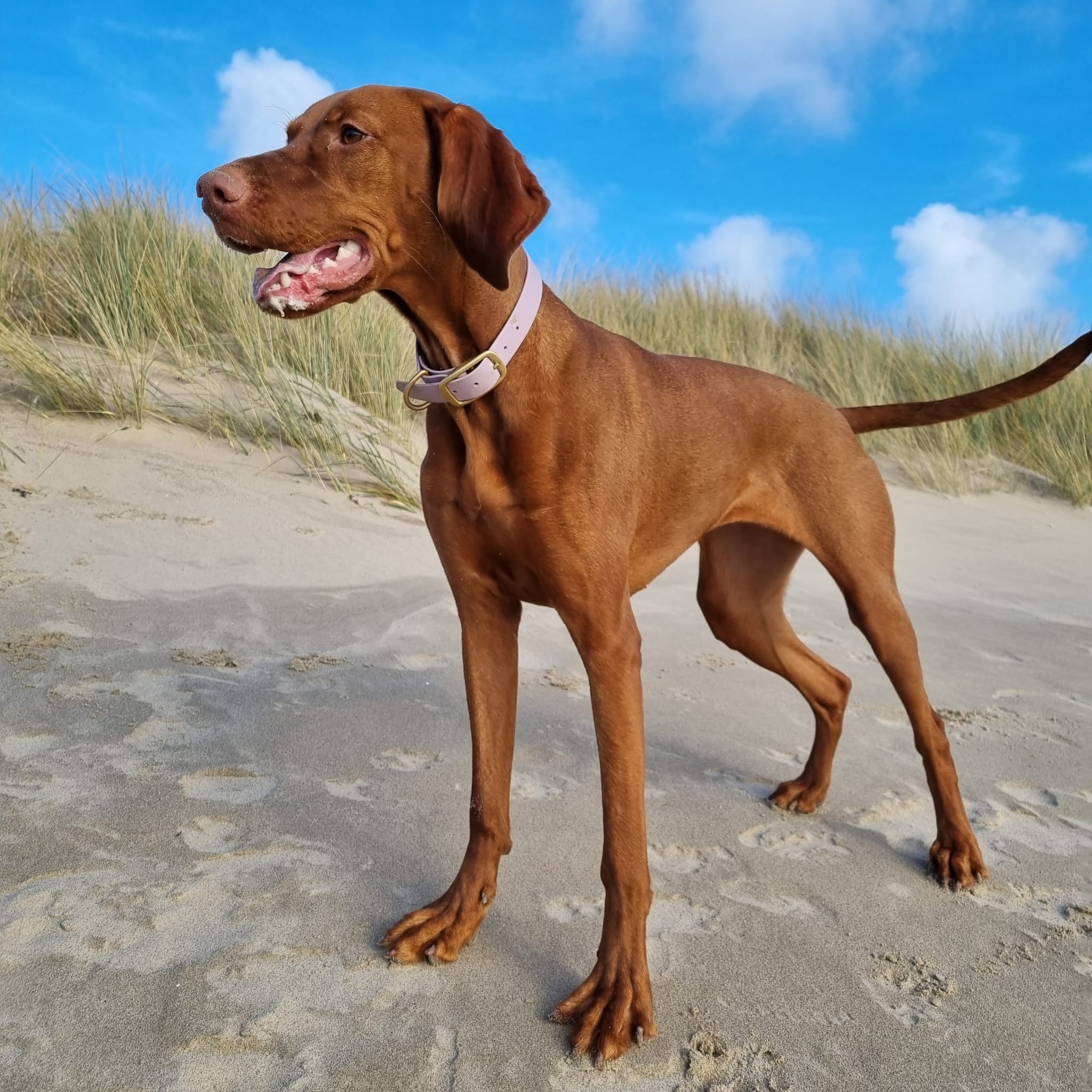 Vizsla draagt hondenhalsband met naam en telefoonnummer in de kleur pastelpaars