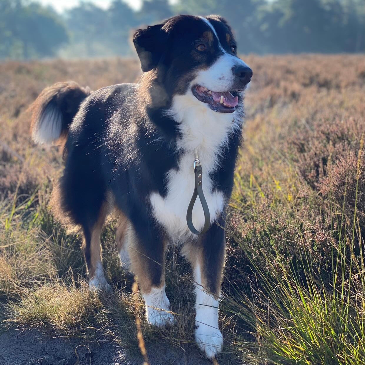 Berner Sennenhond draagt BioThane honden korthouder