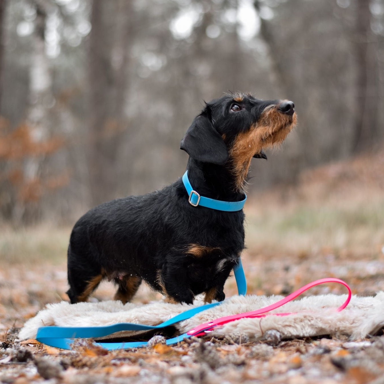 Jagdlinie mit Namen BioThane | Fali