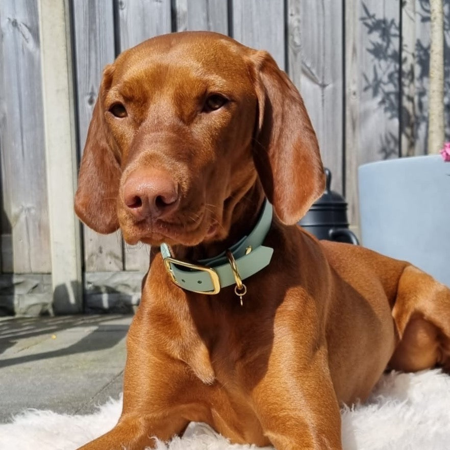 Vizsla draagt BioThane hondenhalsband met naam en telefoonnummer in de kleur sage met gouden accessoires