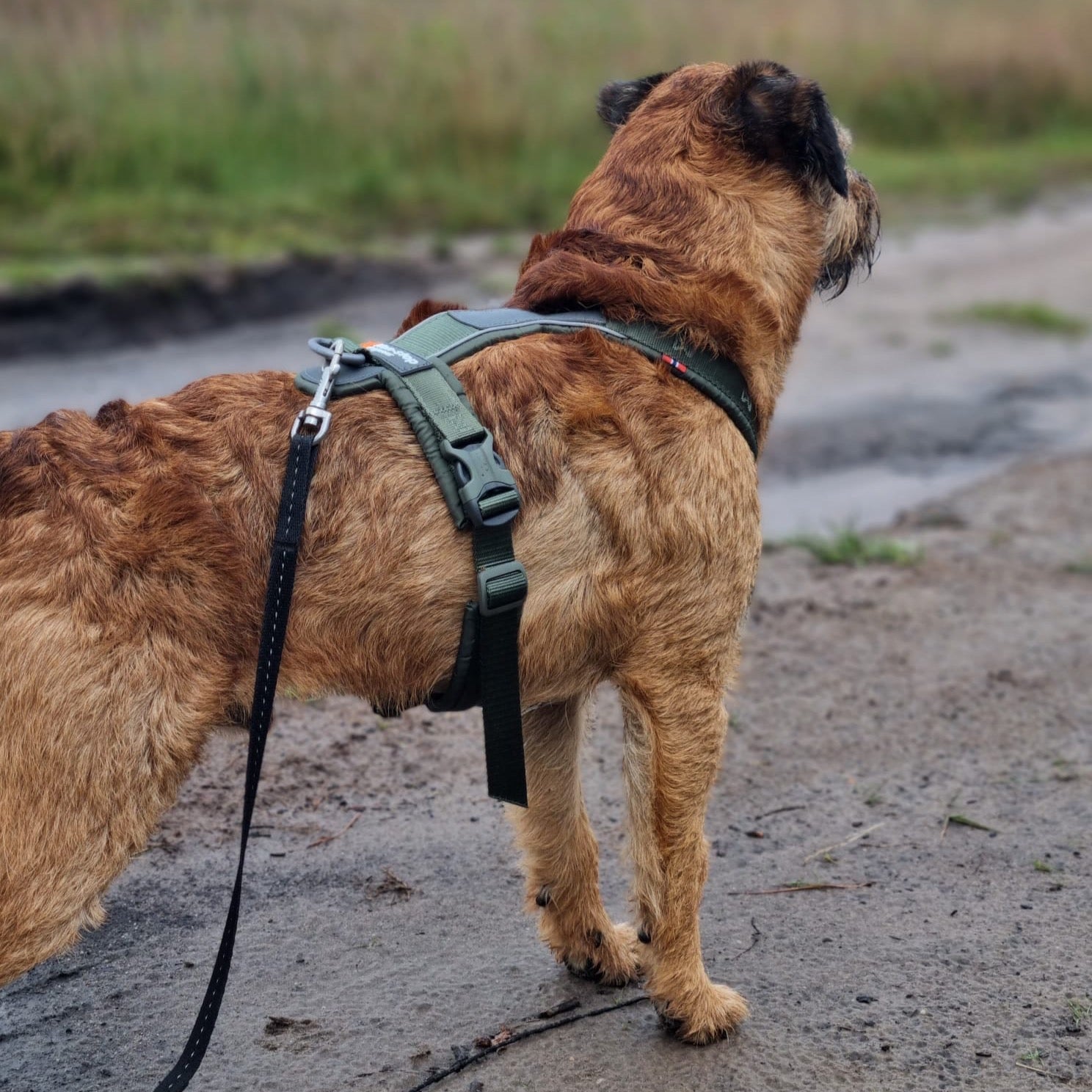 Border terrier draagt tuigje non stop dogwear