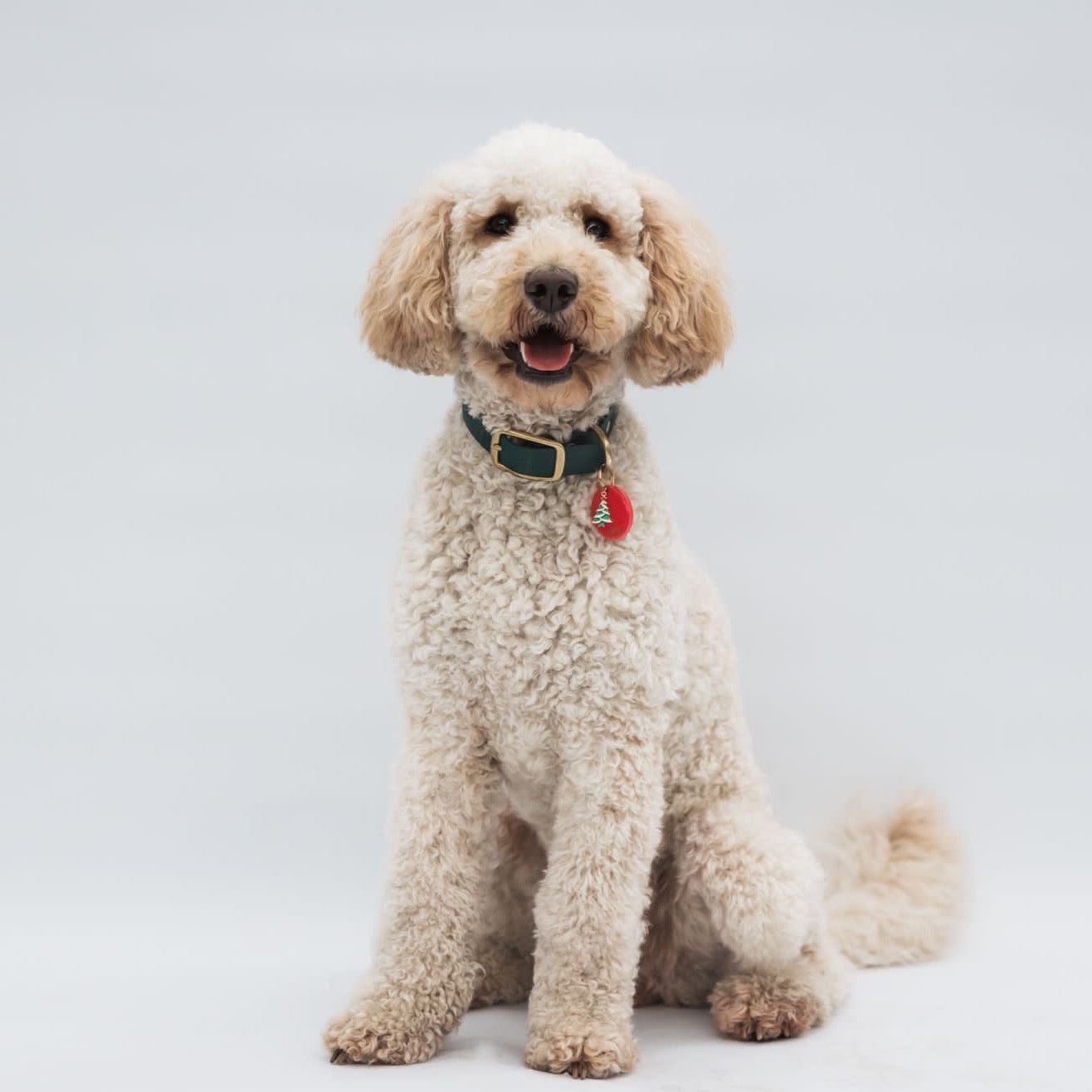 Labradoodle draagt Biothane halsband met naam groen
