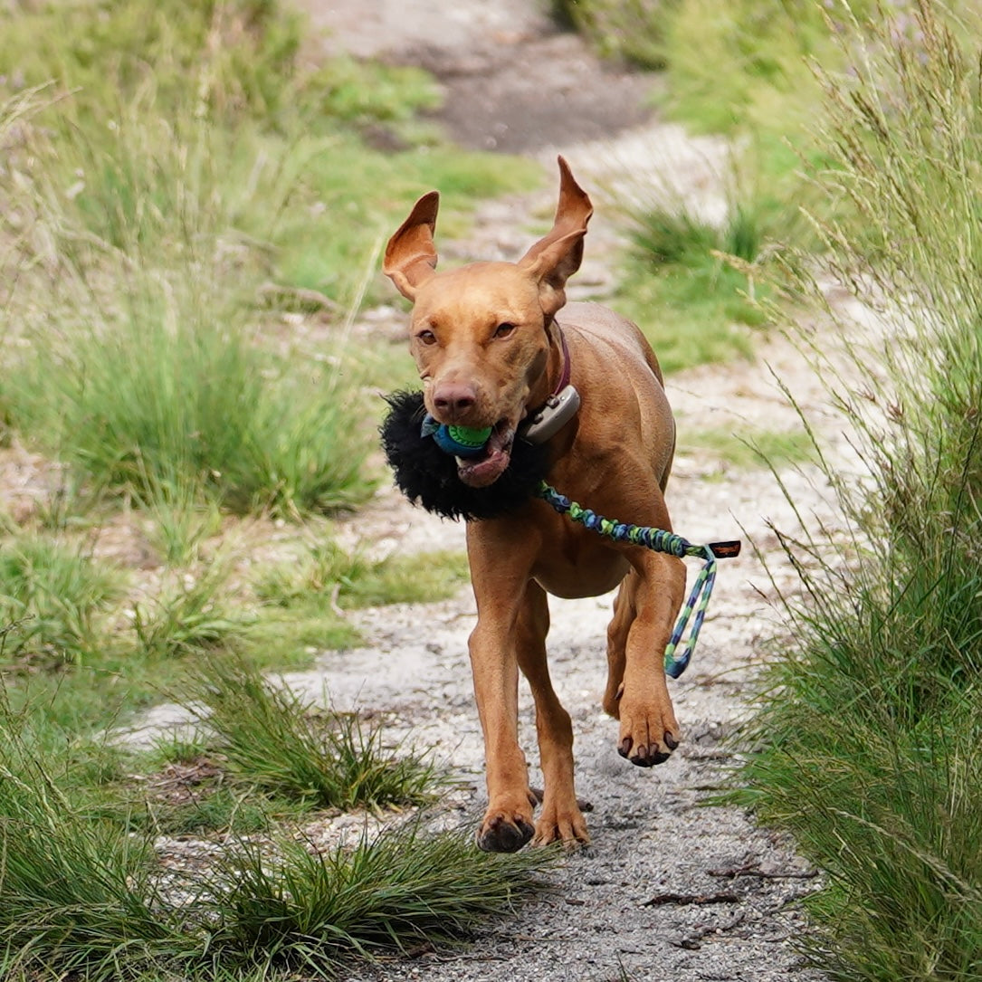 Vizsla rent met Tug-E-Nuff Wondabaa PowerBall Bungee Tug met schapenvacht (62cm) kleur groen/blauw