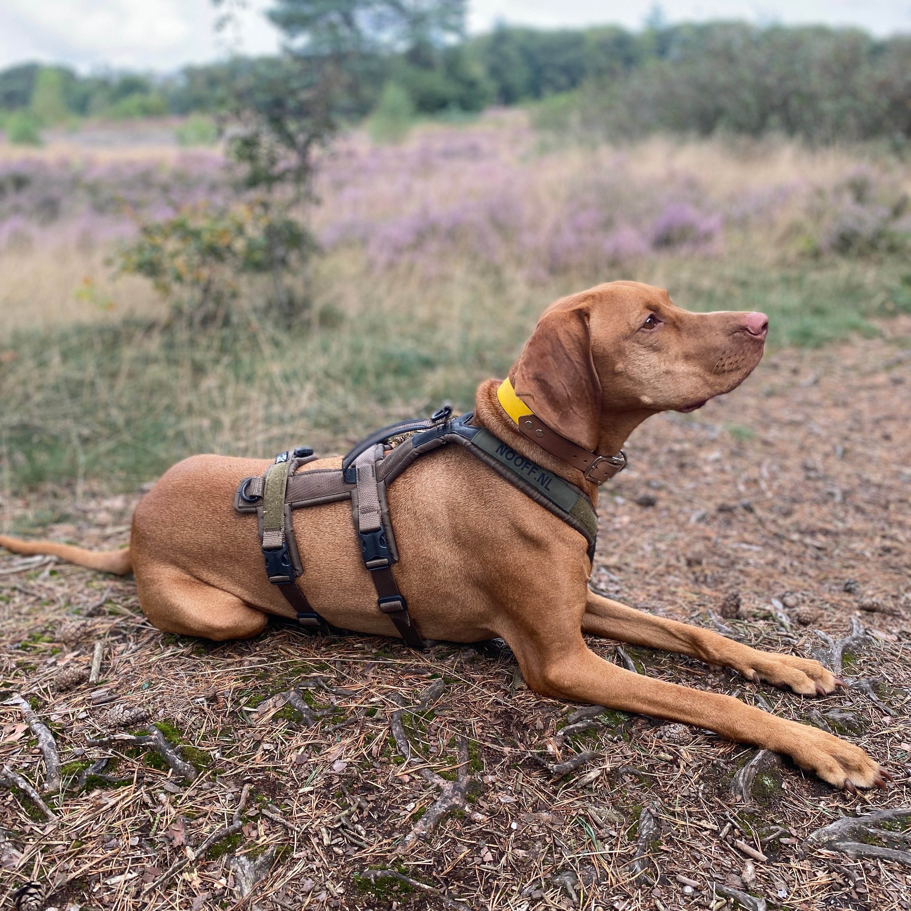 Anti-Escape-Y-Geschirr | Linie langer Arbeitshund | Olive