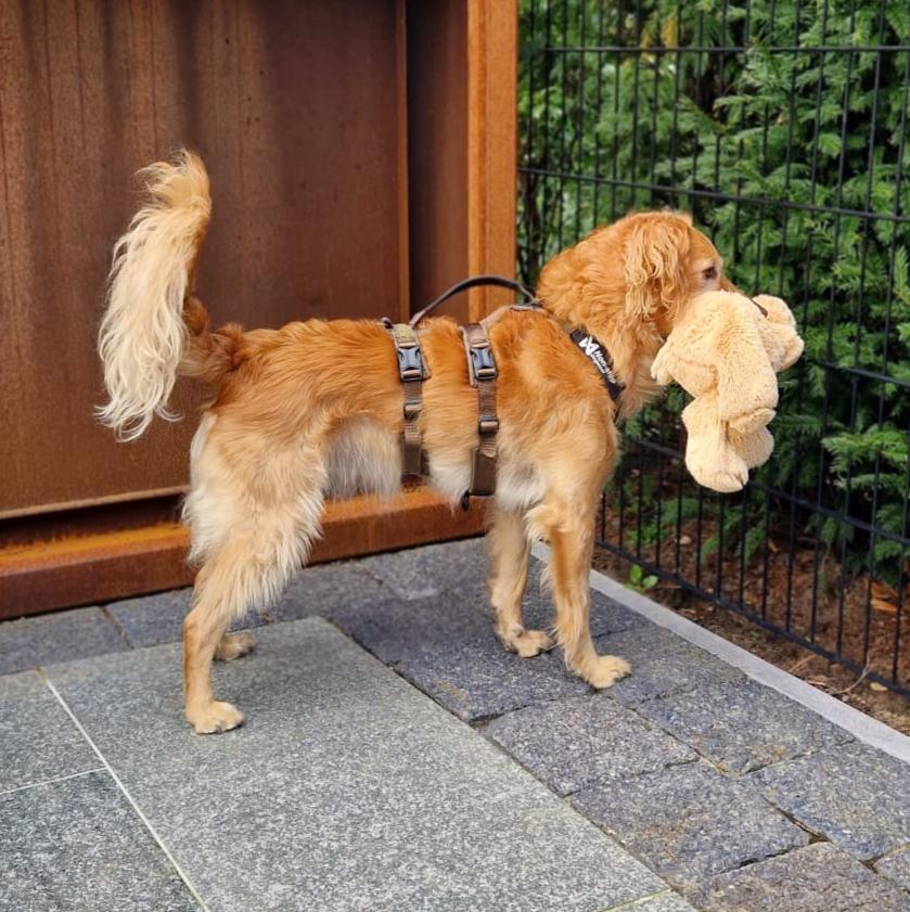 Anti-Escape-Y-Geschirr | Linie langer Arbeitshund | Olive