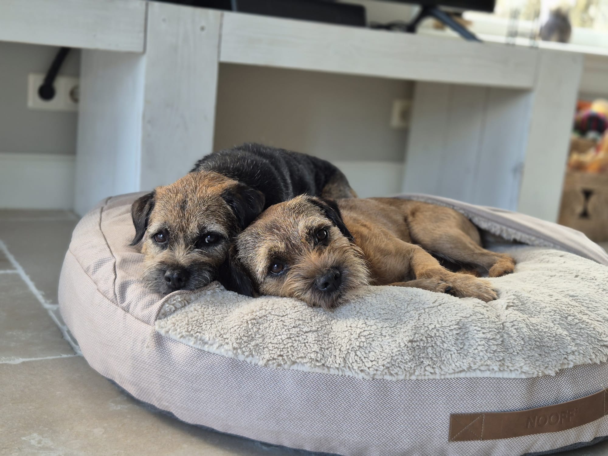Hundehöhle | Beige und Offwhite