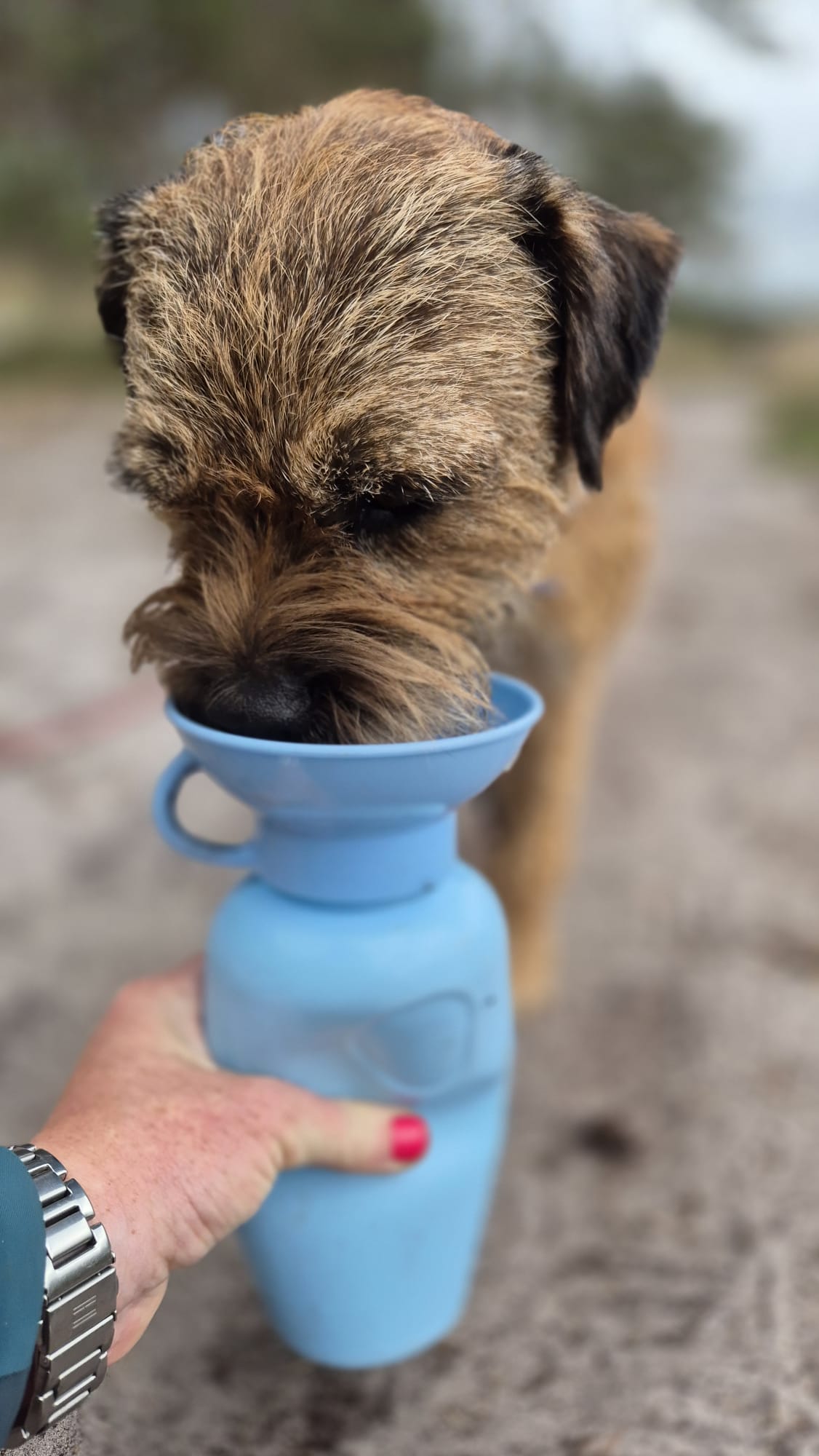 Hundetrinkflasche 650ML | Klassisch | Hellblau