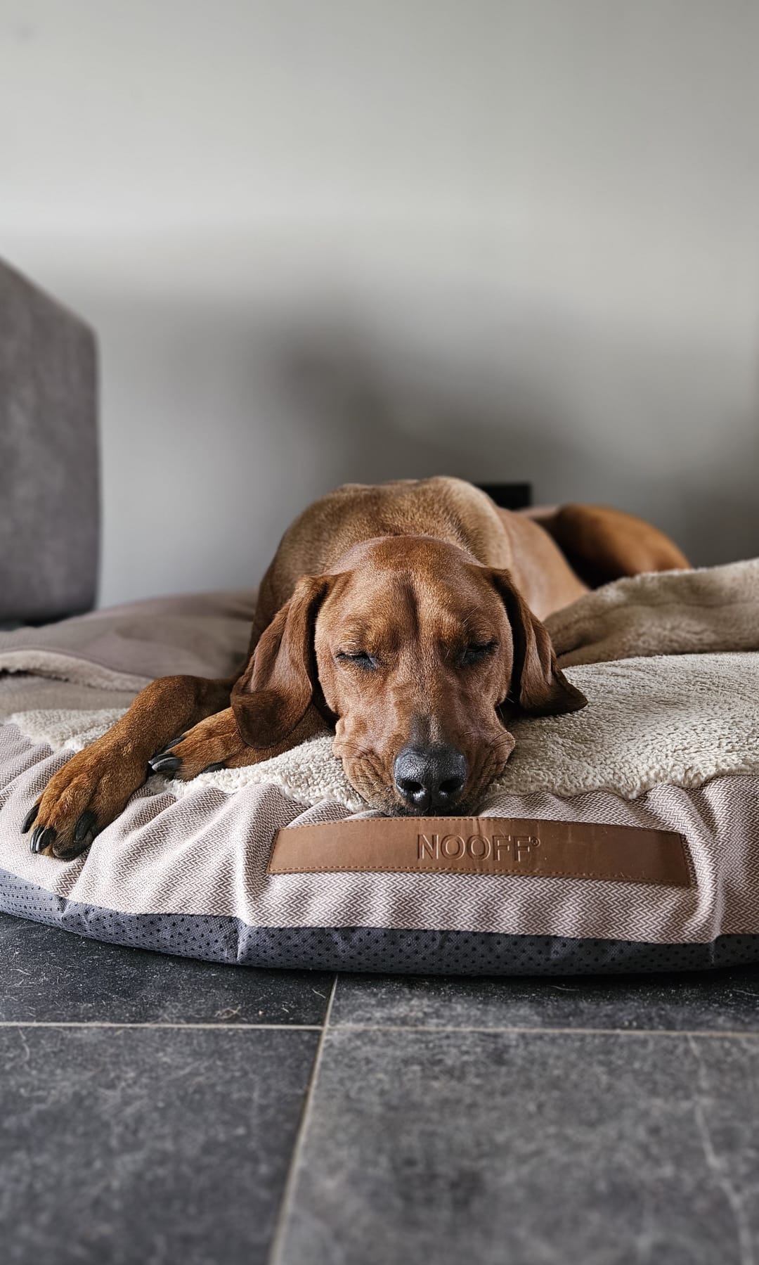 Hundehöhle | Beige und Offwhite