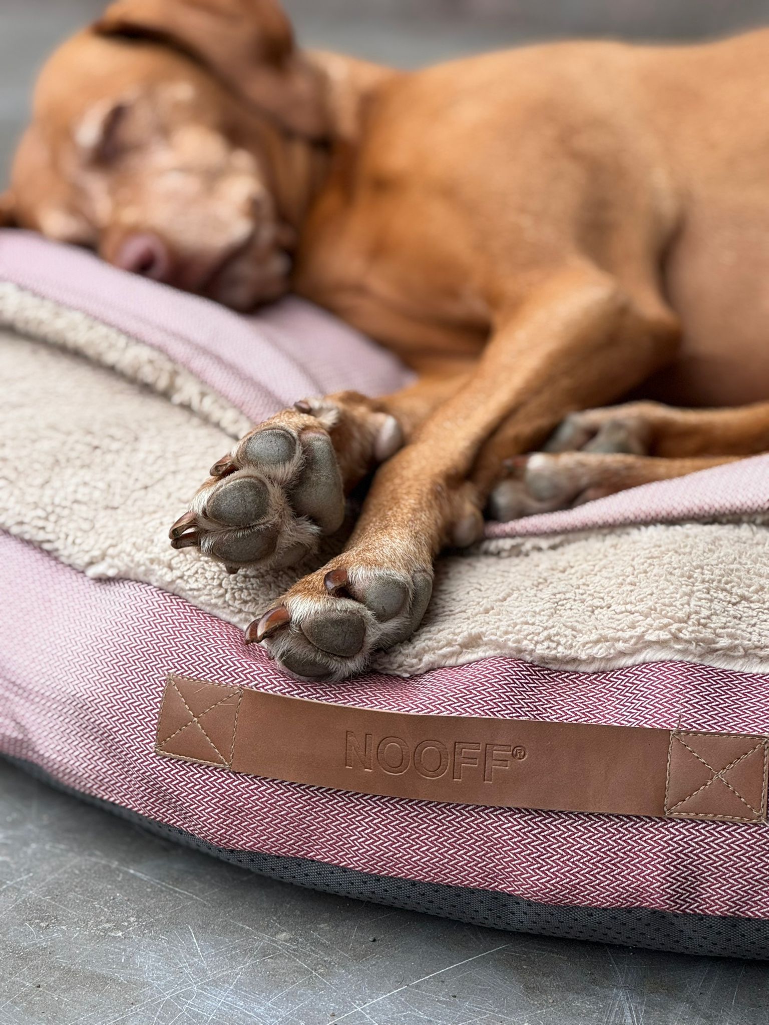 Dog Cave | Wine Red and Offwhite