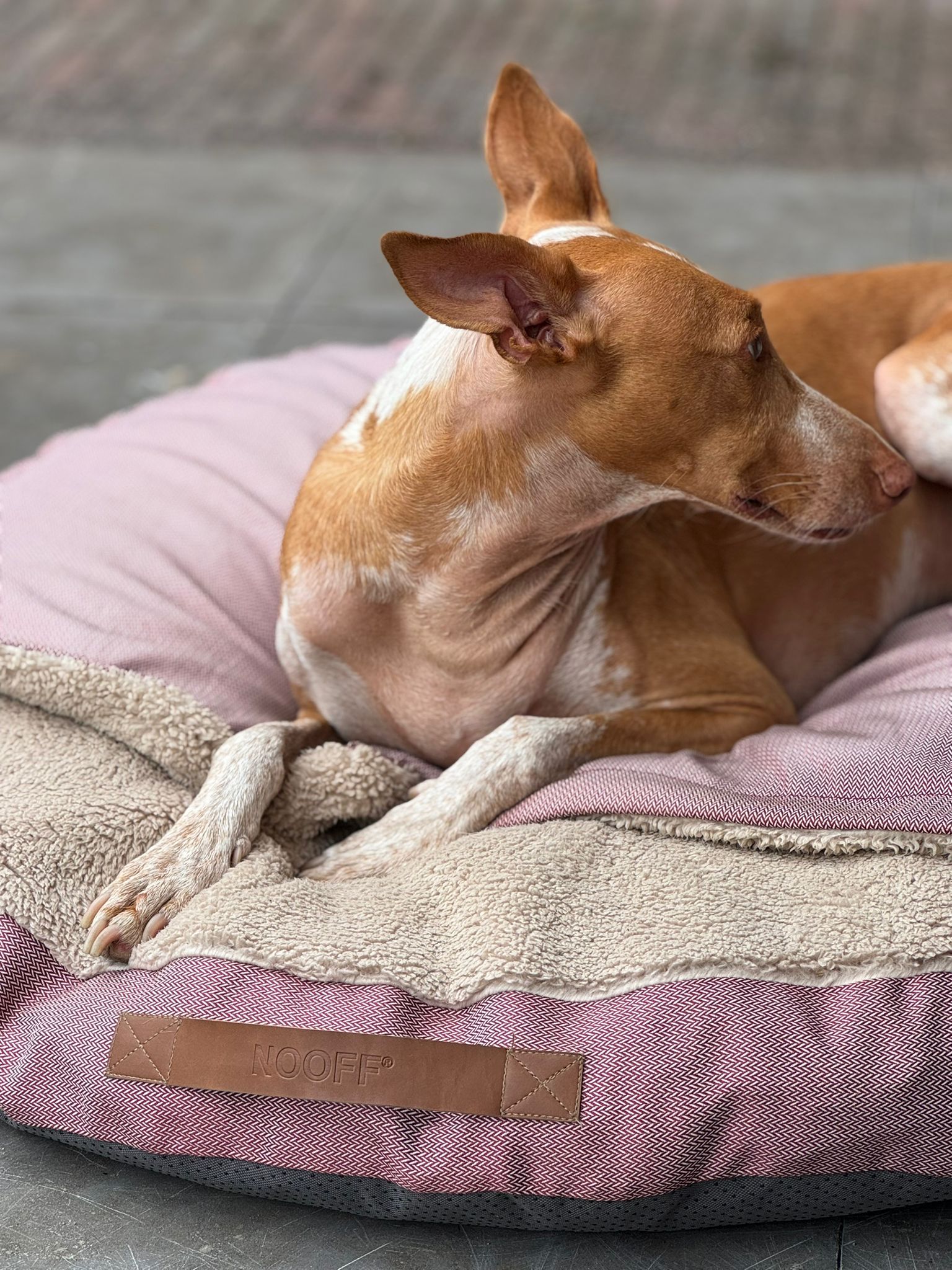 Dog Cave | Wine Red and Offwhite