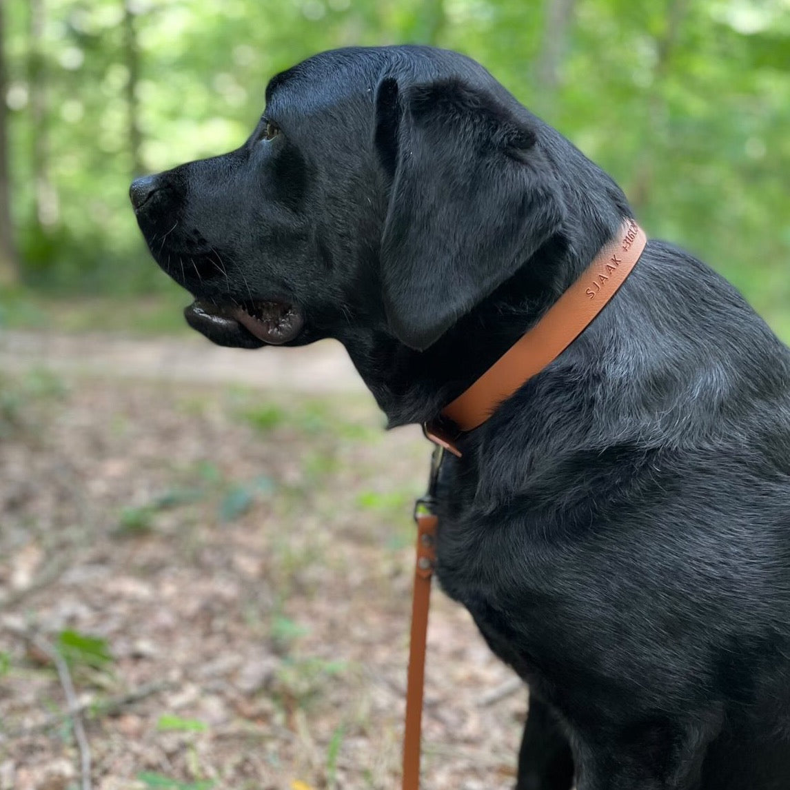 Labrador draagt Biothane halsband met naam en telefoonnummer cognac