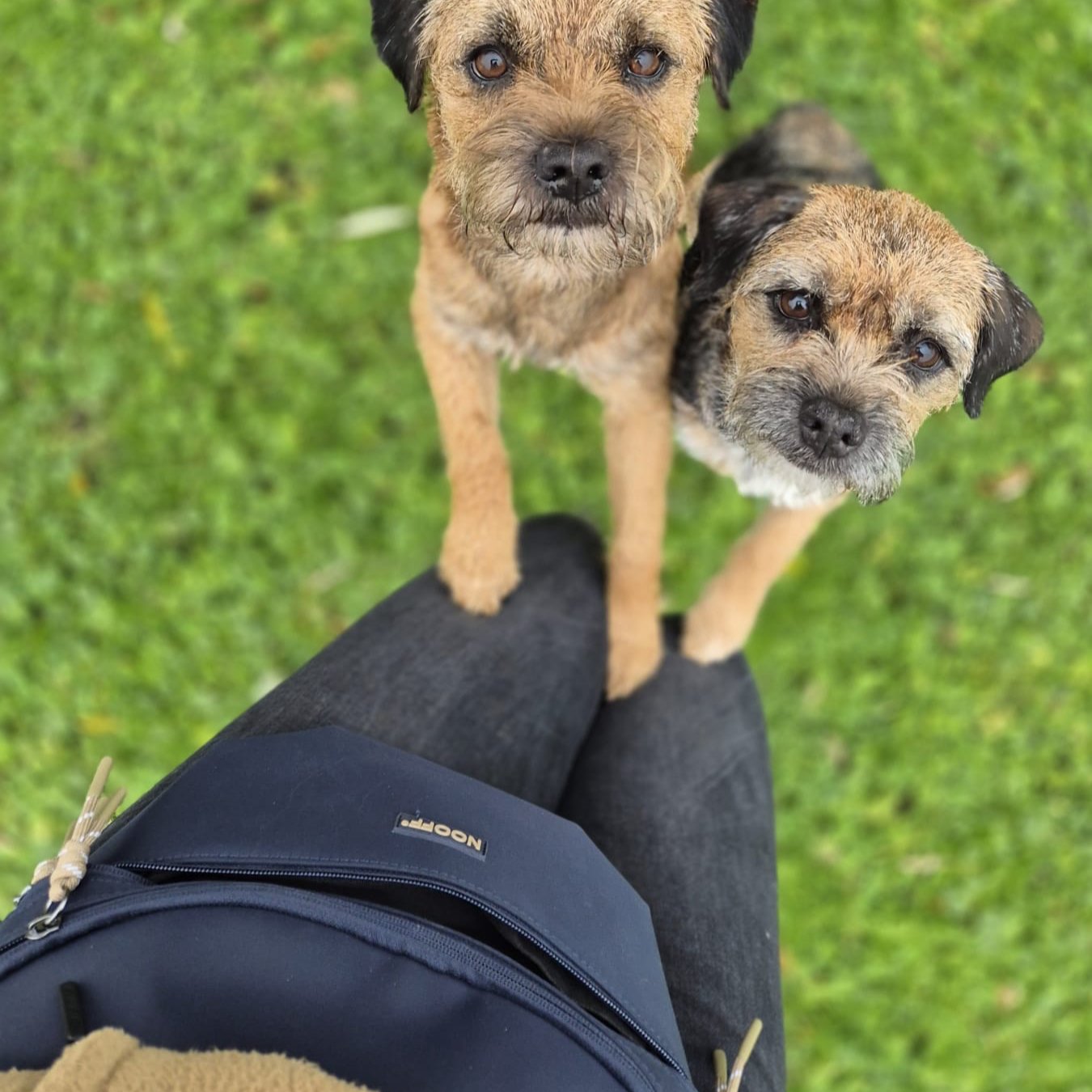 Hunde-Hüfttasche | Wasserabweisend | Abnehmbare Snacktasche | Dunkelblau