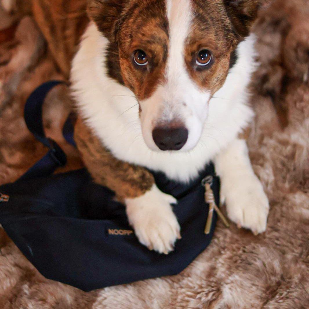 Hunde-Hüfttasche | Wasserabweisend | Abnehmbare Snacktasche | Dunkelblau