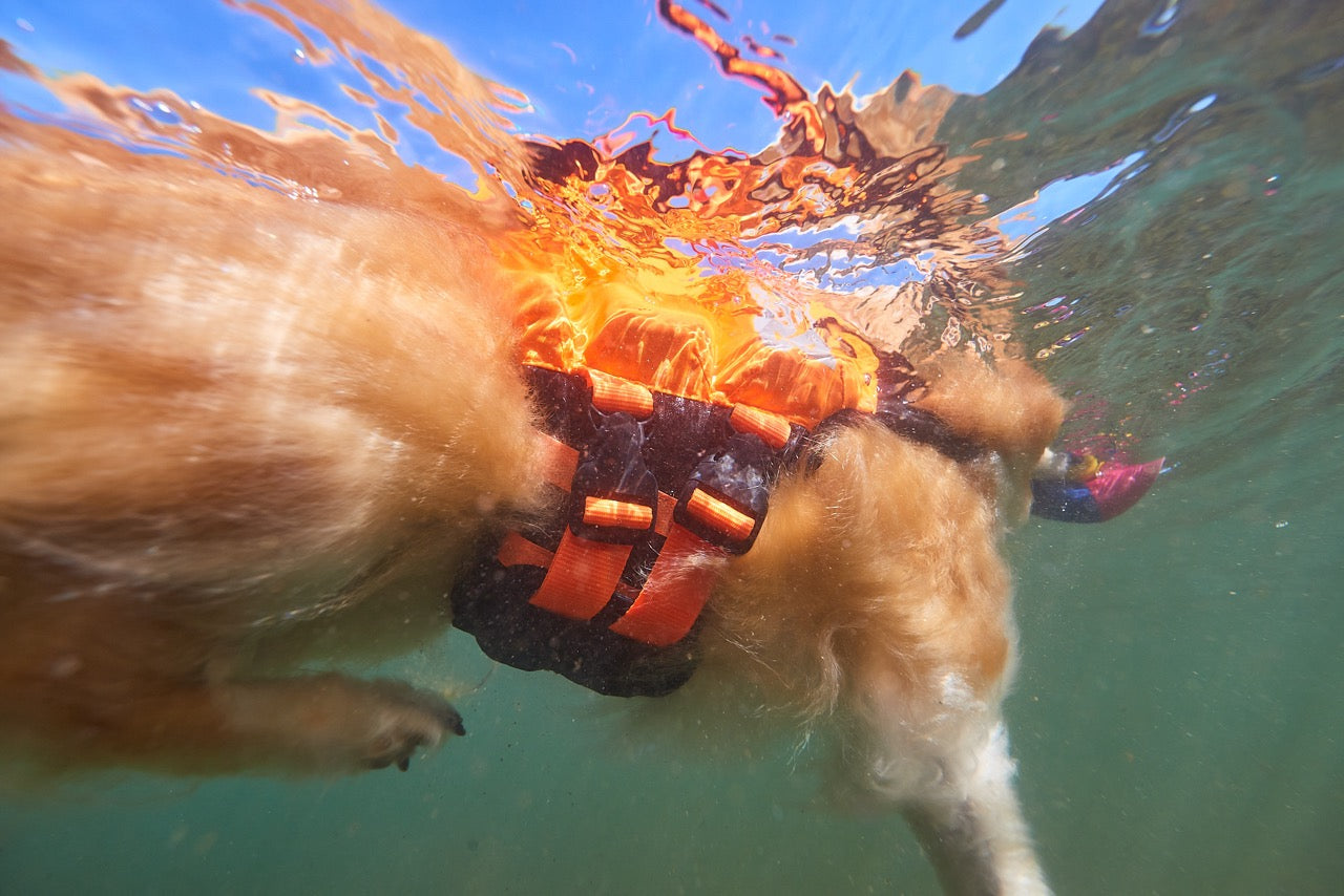 Schwimmweste Hund | Protektor-Rettungsweste Orange/Schwarz