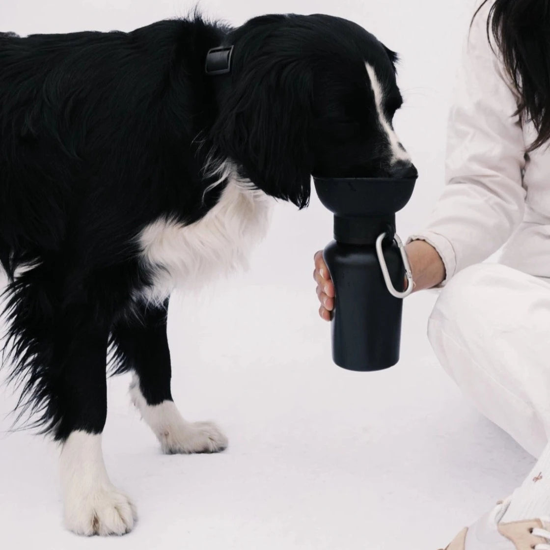 Border Collie drinkt uit Hondendrinkfles kleur zwart Springer Flip 591ML lekdicht