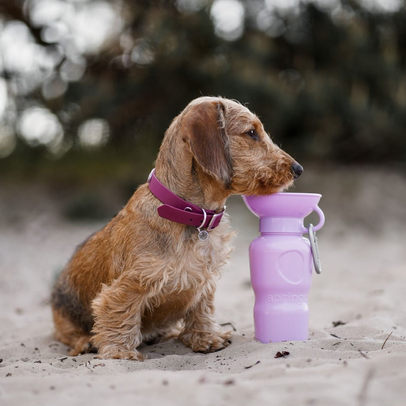 paarse drinkfles met karabijnhaak voor je hond 650ML