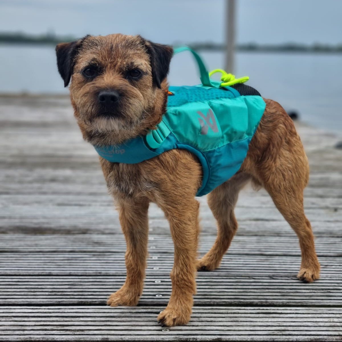 Schwimmweste Hund | Protektor-Rettungsweste, Blaugrün
