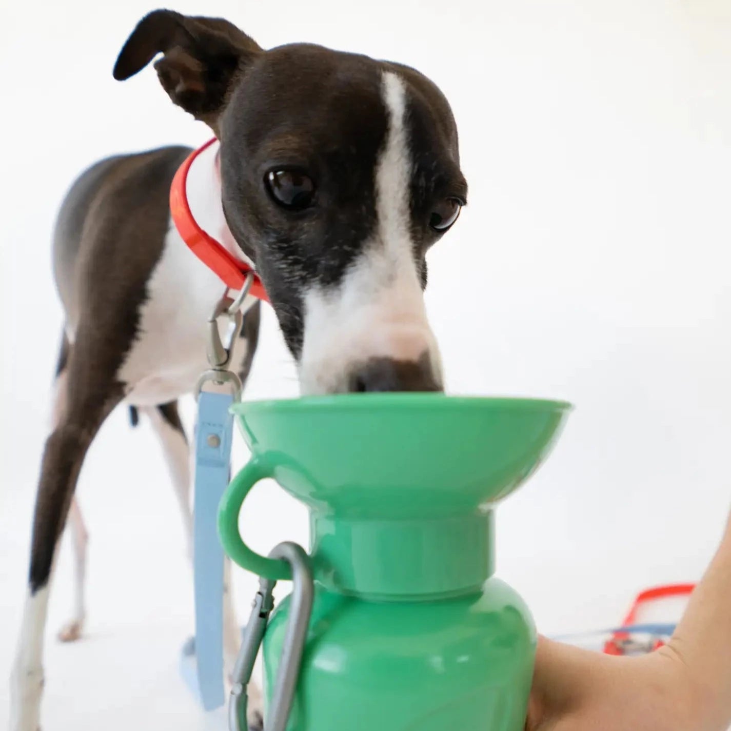 hippe honden drinkfles van het merk springer kleur groen 650ML