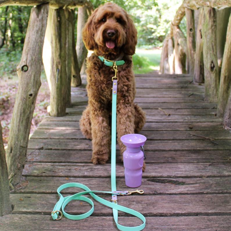 Labradoodle met verstelbare hondenriem gemaakt van Biothane waardoor je handsfree kan wandelen