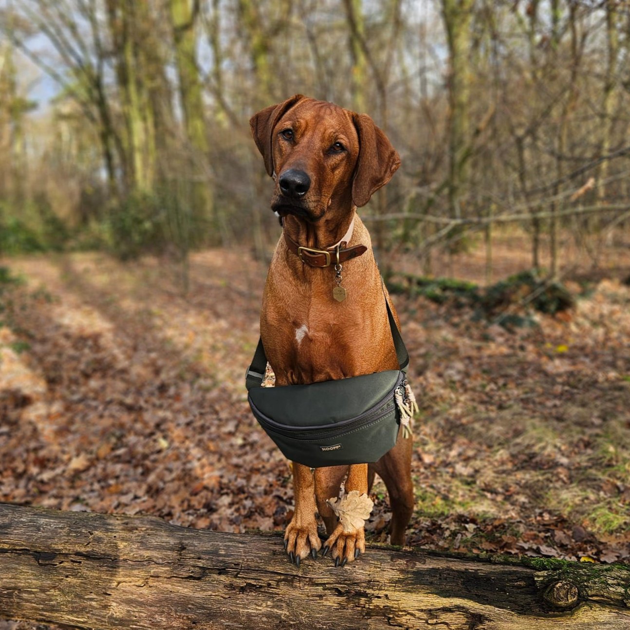 Hunde-Hüfttasche | Wasserabweisend | Abnehmbare Snacktasche | Olivgrün