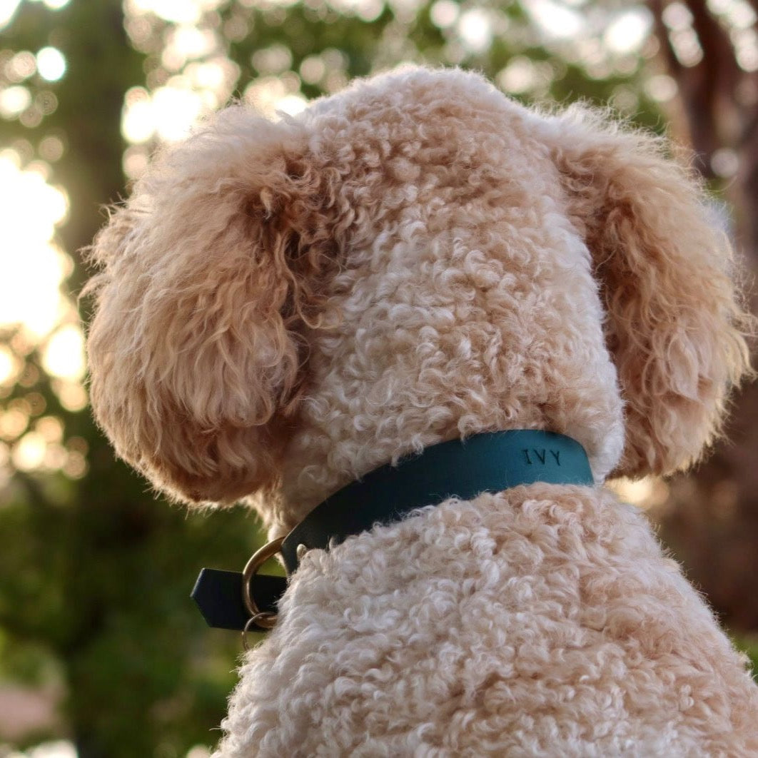Labradoodle met BioThane halsband met naam die klitten voorkomt