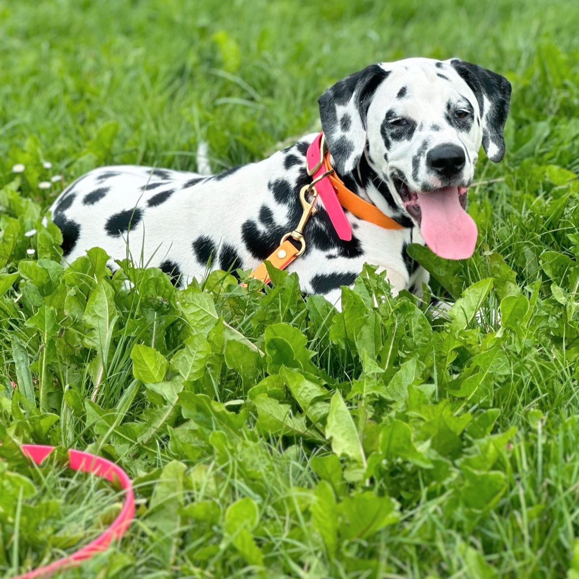 hondenhalsband dalmatiër