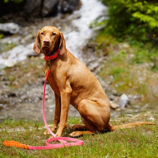 hippe halsband riem vizsla