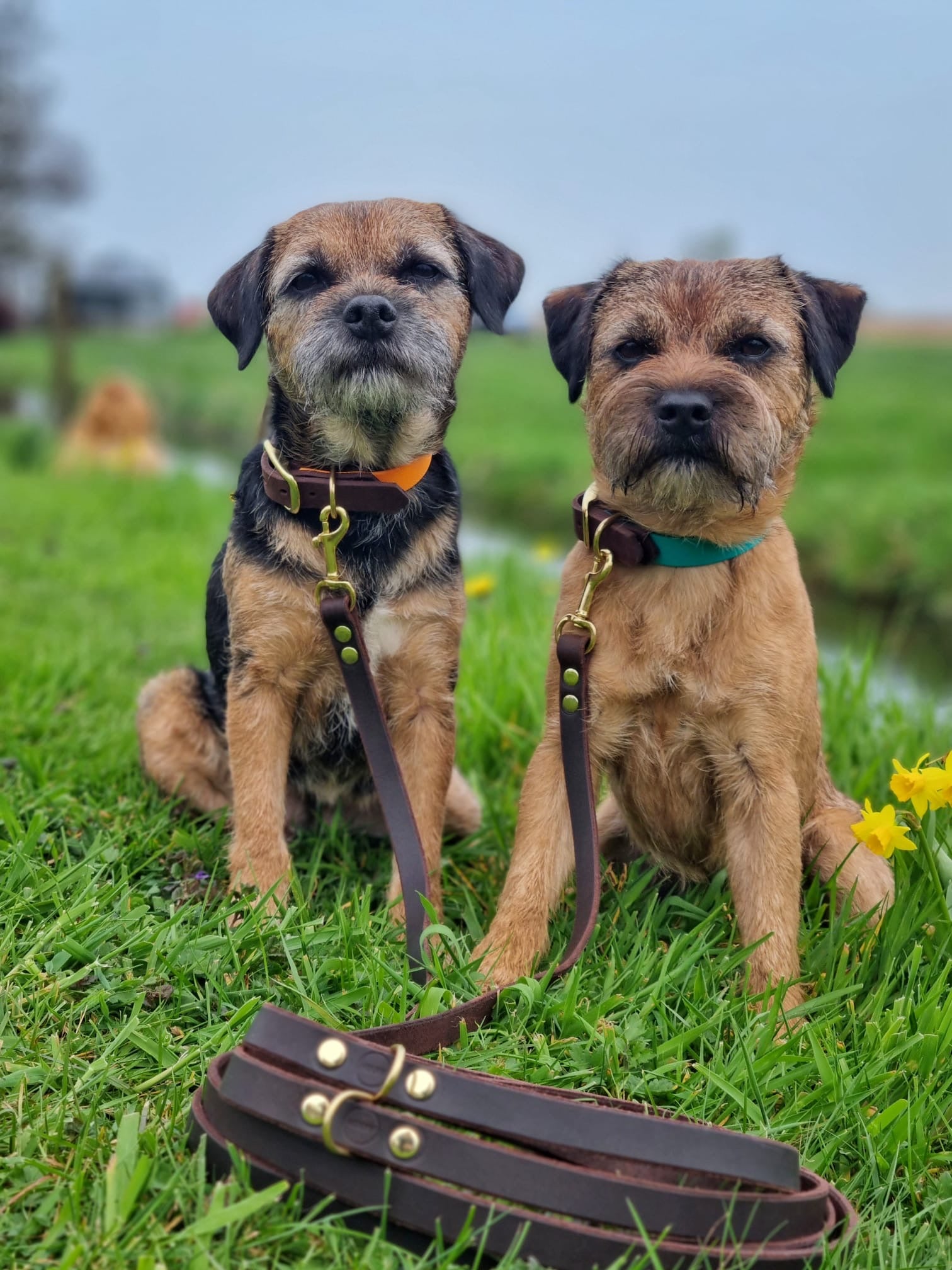 border terriers met leren hondenriem
