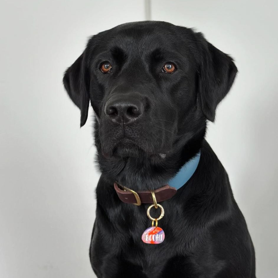 luxe hondenhalsband labrador