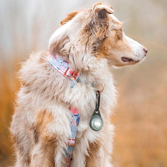orbiloc lampje met carabiner hond met lange vacht