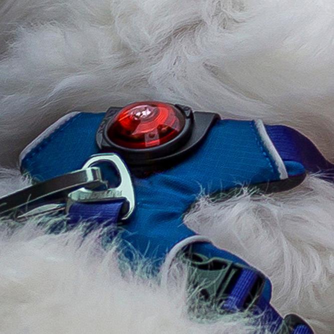 orbiloc lampje met clip bevestigt aan tuigje hond
