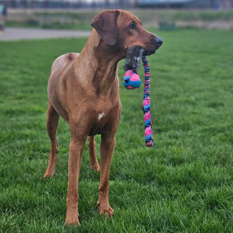 Ridgeback speelt met Tug-E-Nuff super sterk trekspeelgoed