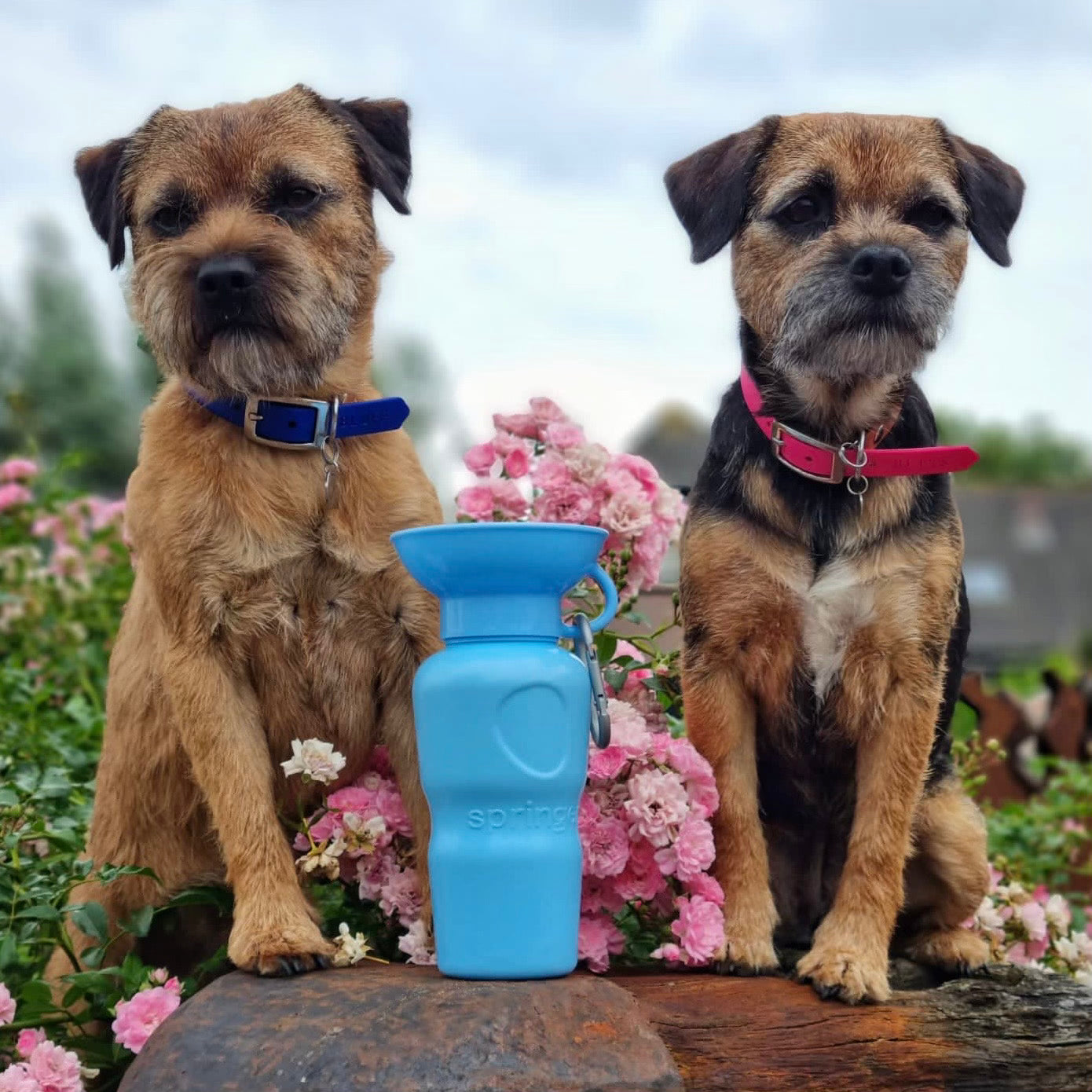 Hundetrinkflasche 650ML | Klassisch | Hellblau