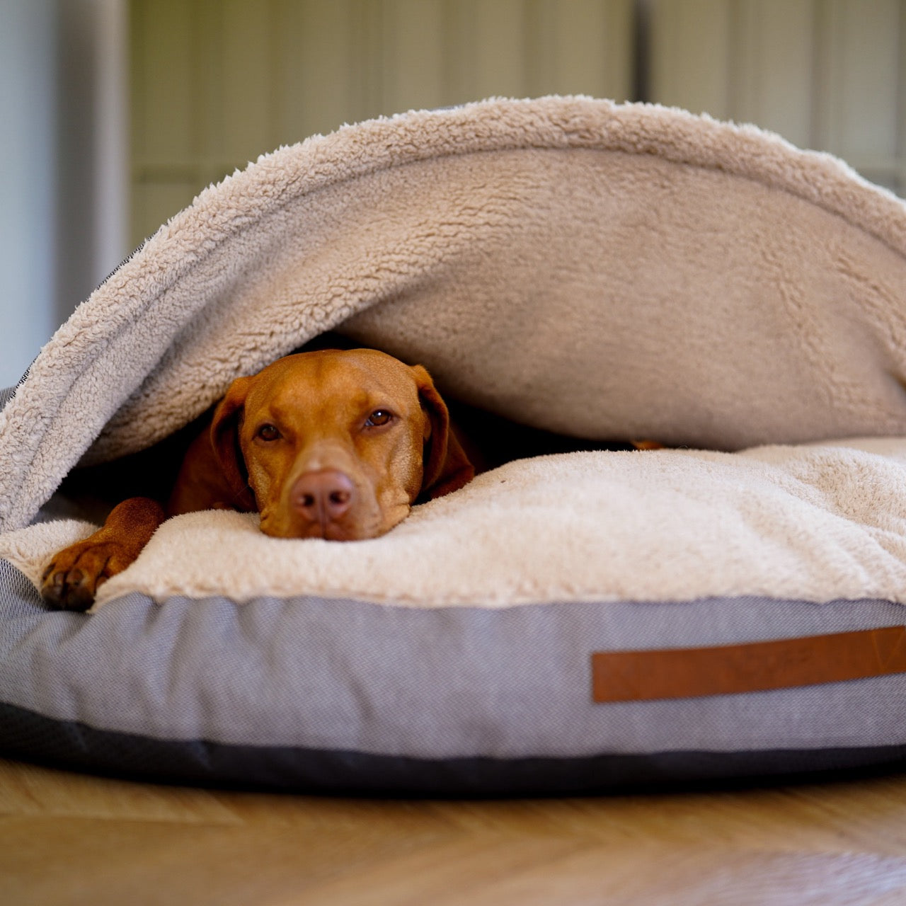 vizsla ligt in cave grijs