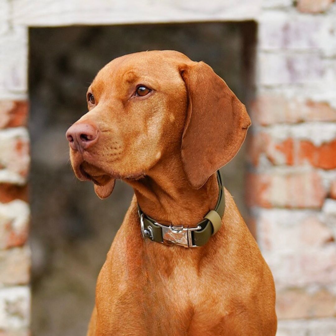vizsla halsband met kliksluiting olijfgroen