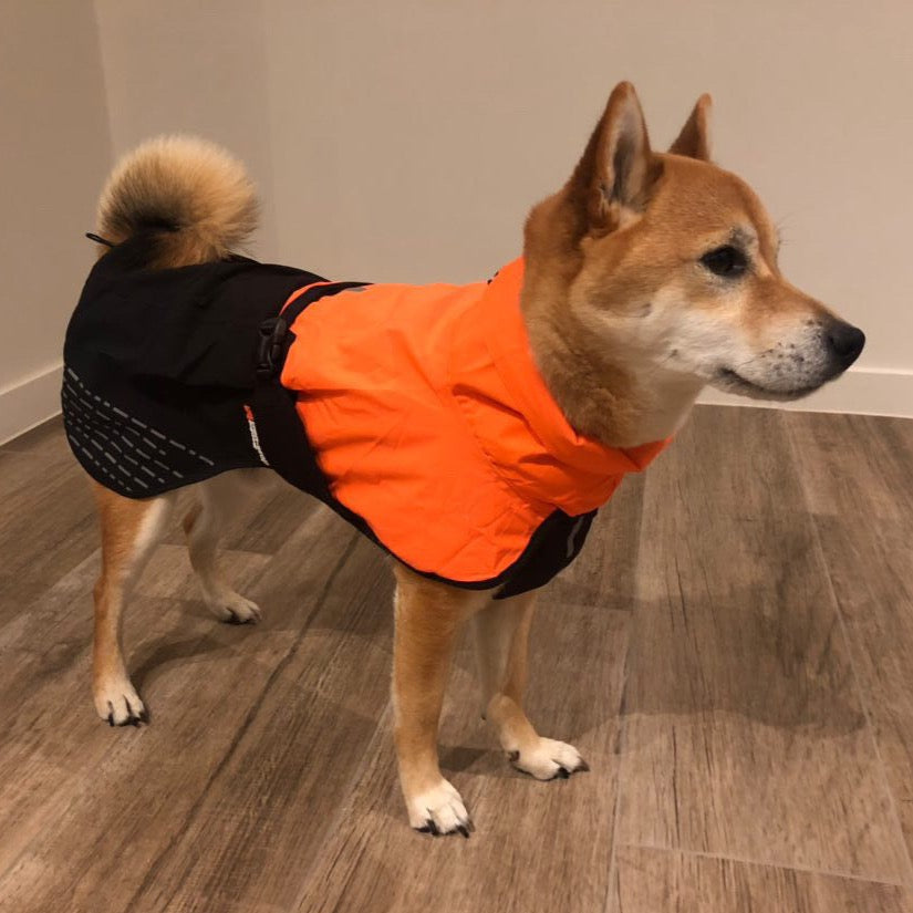 Een Shiba Inu draagt de honden regenjas van non-stop dogwear model Fjord in de kleur oranje/zwart