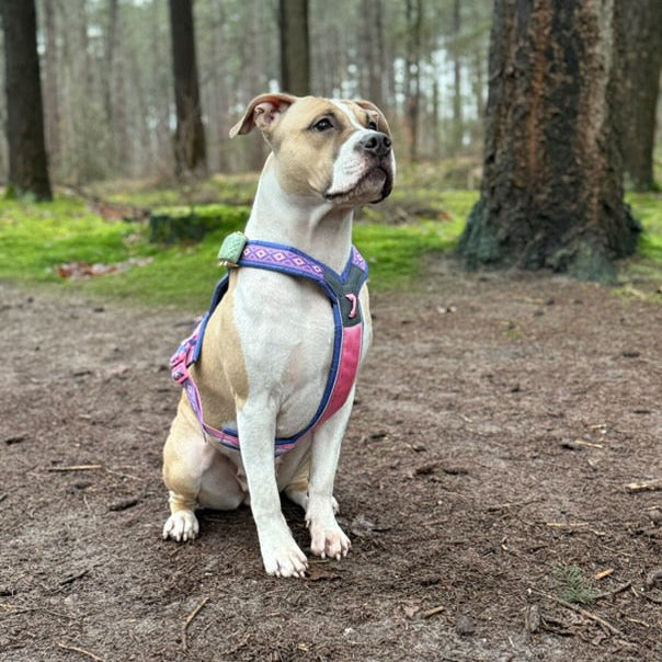 Y-harness Rachel Pohl Line 5.0 edition | Pink and Purple 