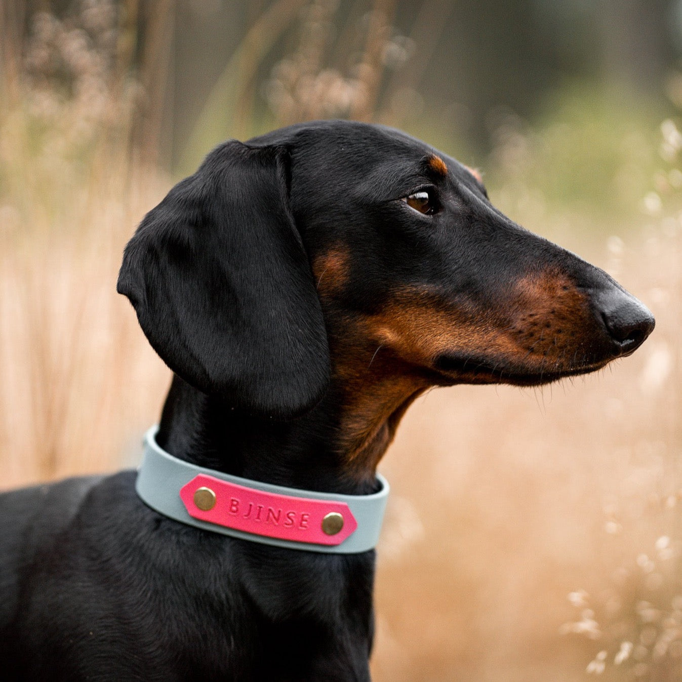 Teckel draagt hondenhalsband BIoThane met naamplaat 