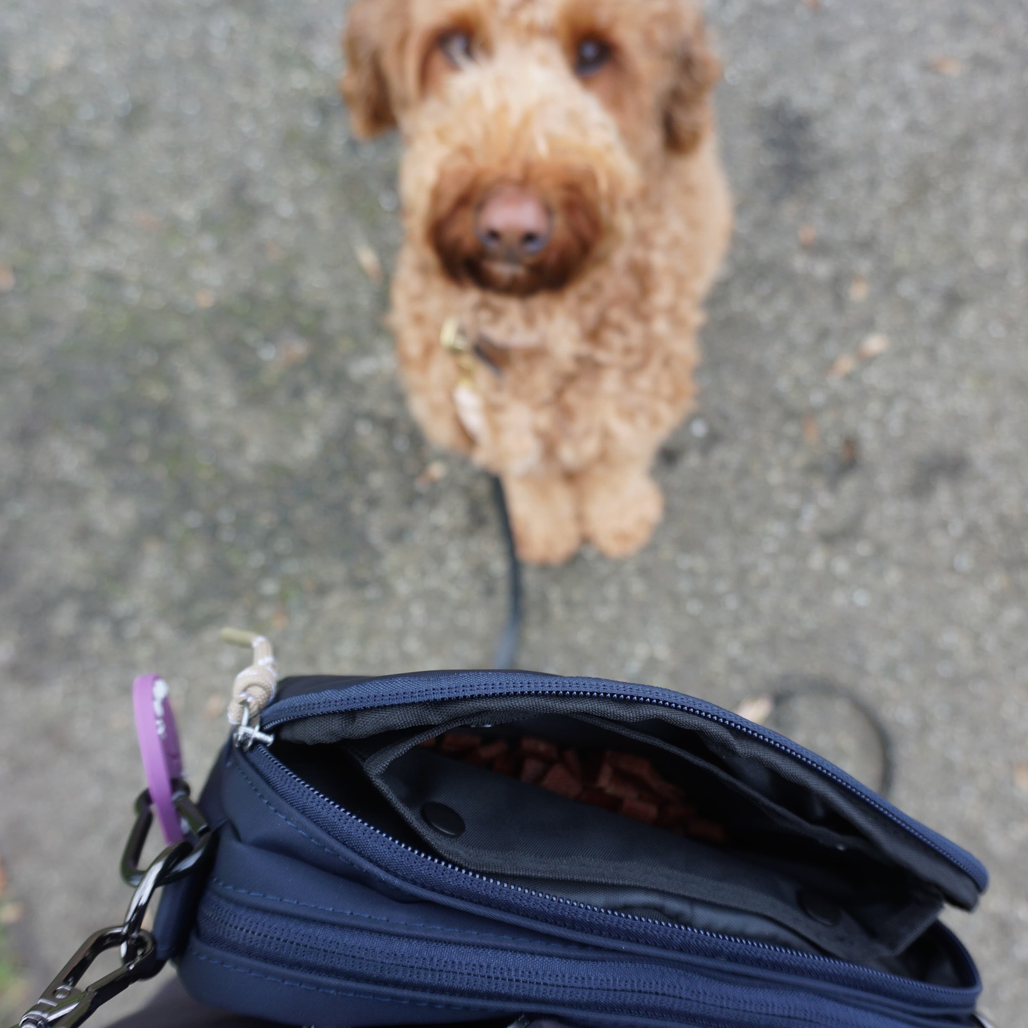 Dog Reward Bag | Dark Blue