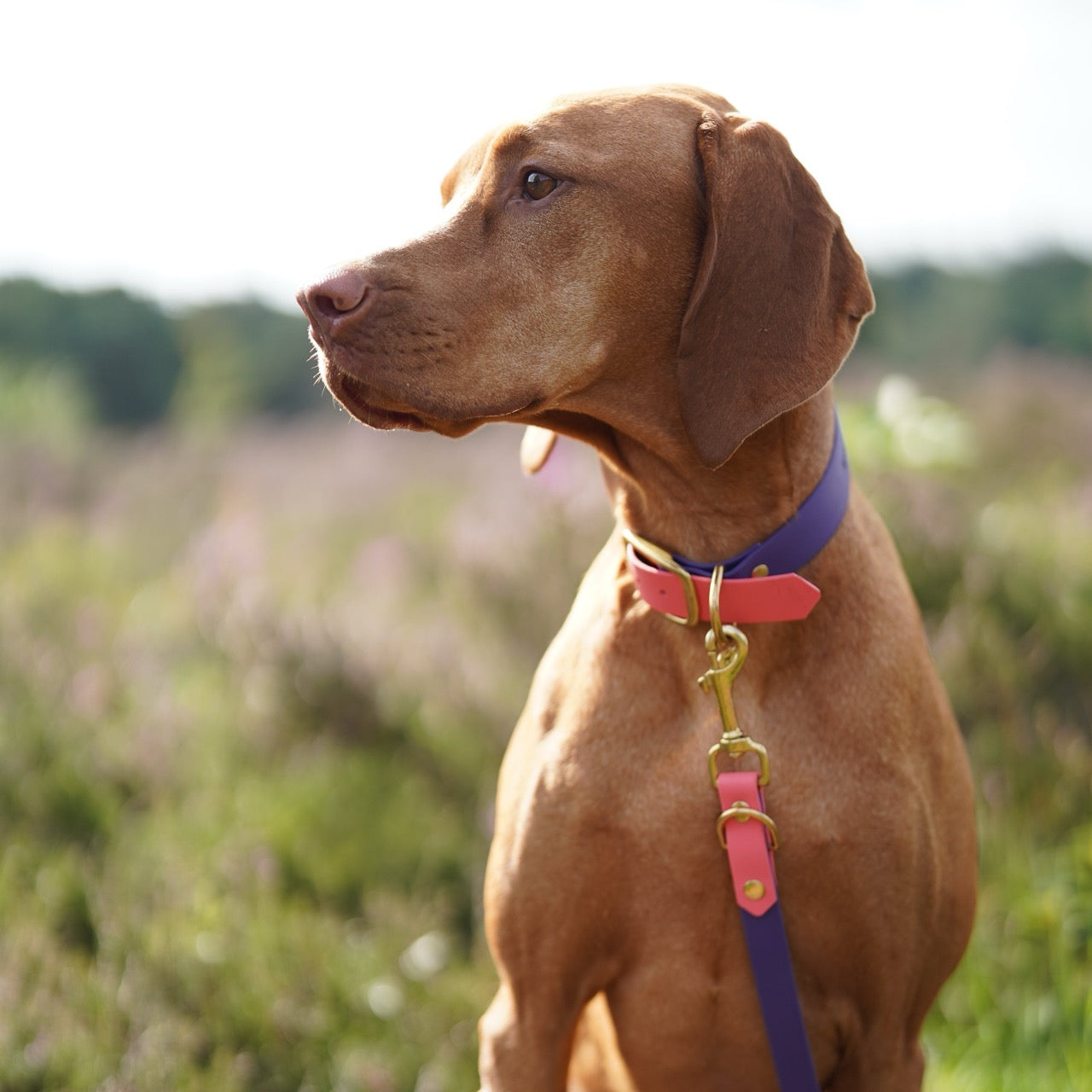 Dog collar BioThane | Pippa