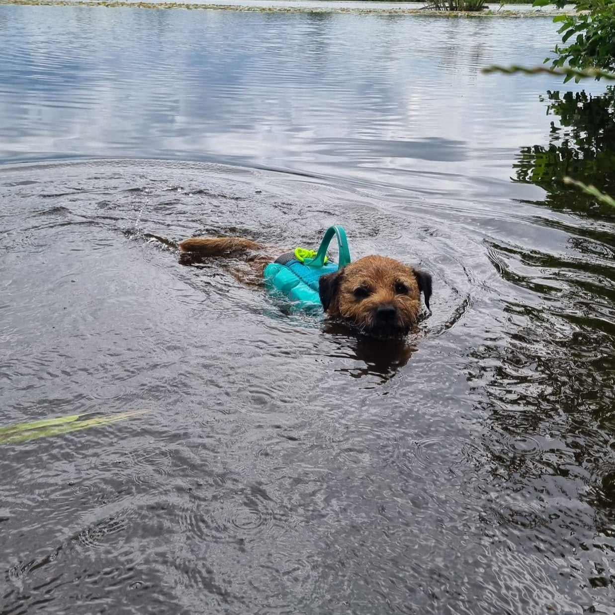 Zwemvest Hond | Protector Life Jacket Teal