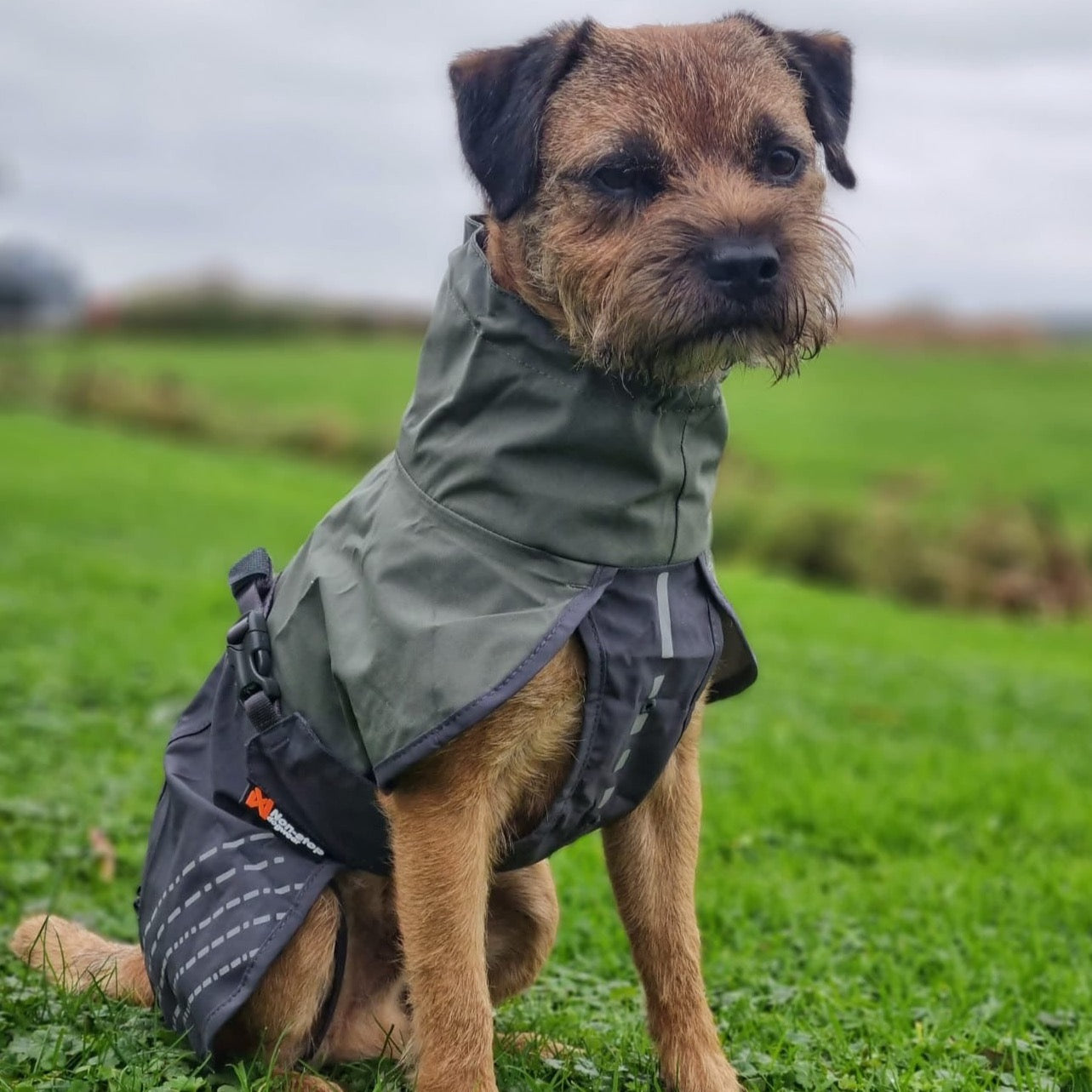 Border Terrier draagt non-stop dogwear honden regenjas kleur grijs/groen