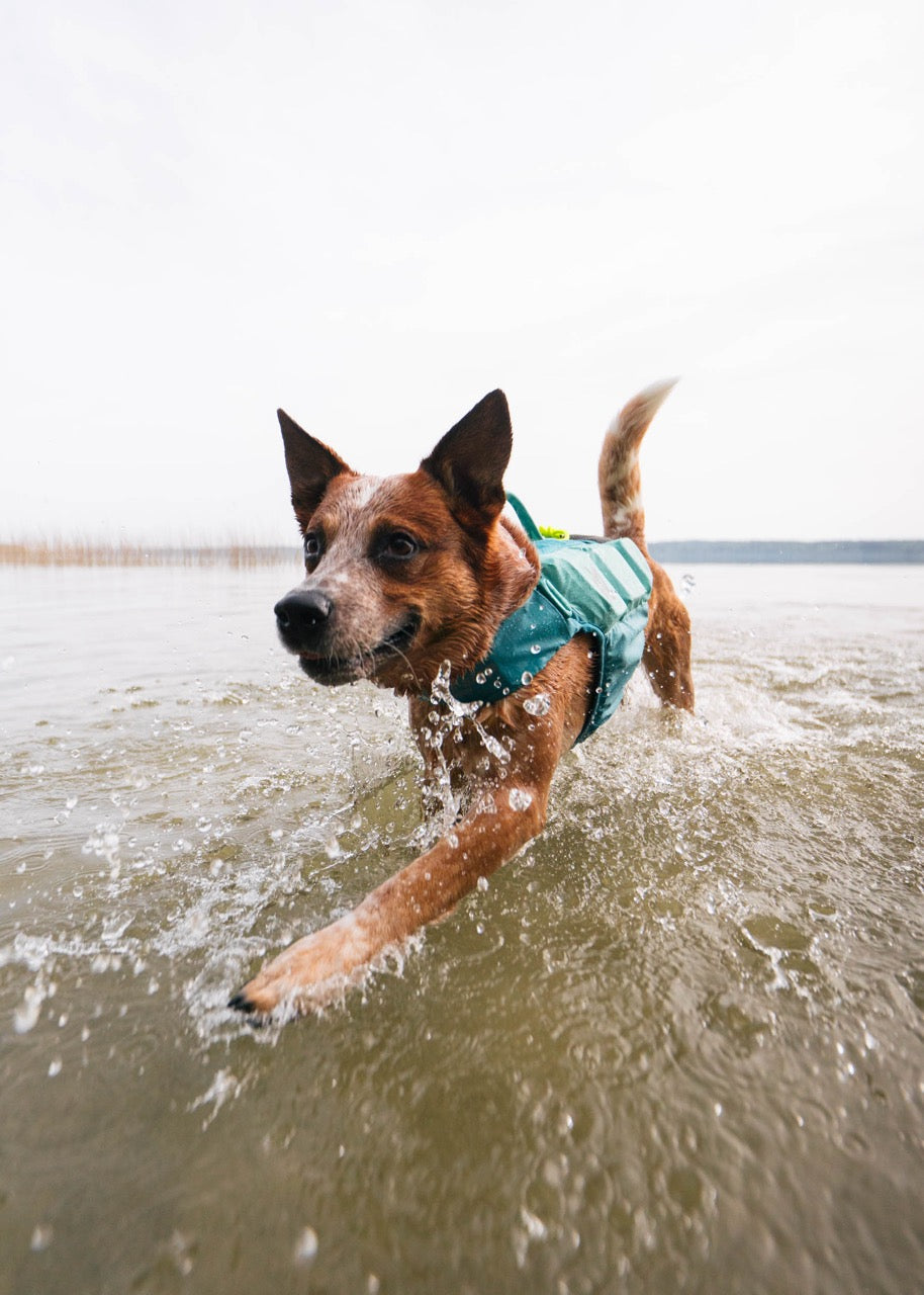 Zwemvest Hond | Protector Life Jacket Teal