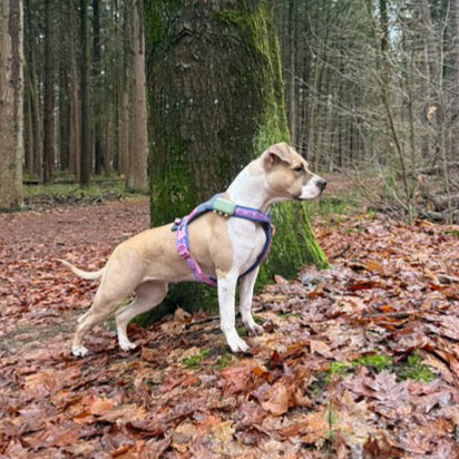 Y-harness Rachel Pohl Line 5.0 edition | Pink and Purple 