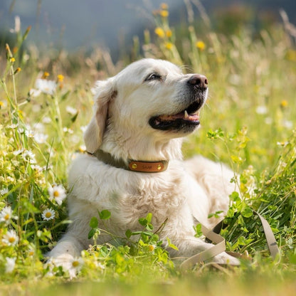 Golden Retriever met hondenhalsband met naam olijfgroen en cognac