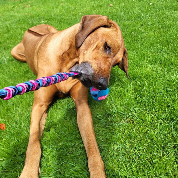 Ridgeback Hond speelt met Tug-E-Nuff Wondabunny Powerball Bungee Tug met konijnenbont (60cm) kleur roze/blauw