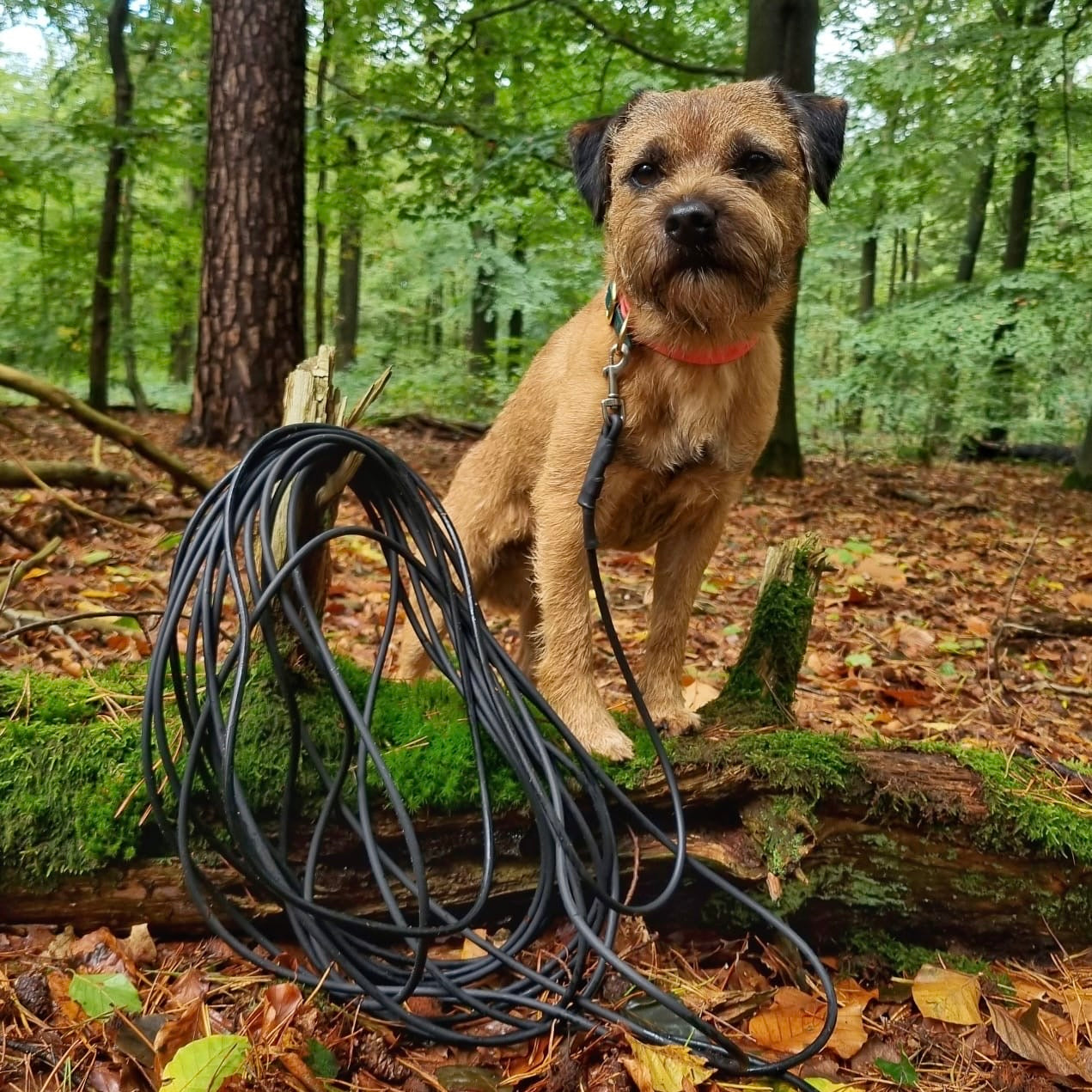 Round tow line from 5 meters BioThane | Nova