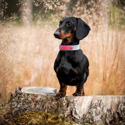 Teckel draagt hondenhalsband met naam in sage en neon roze