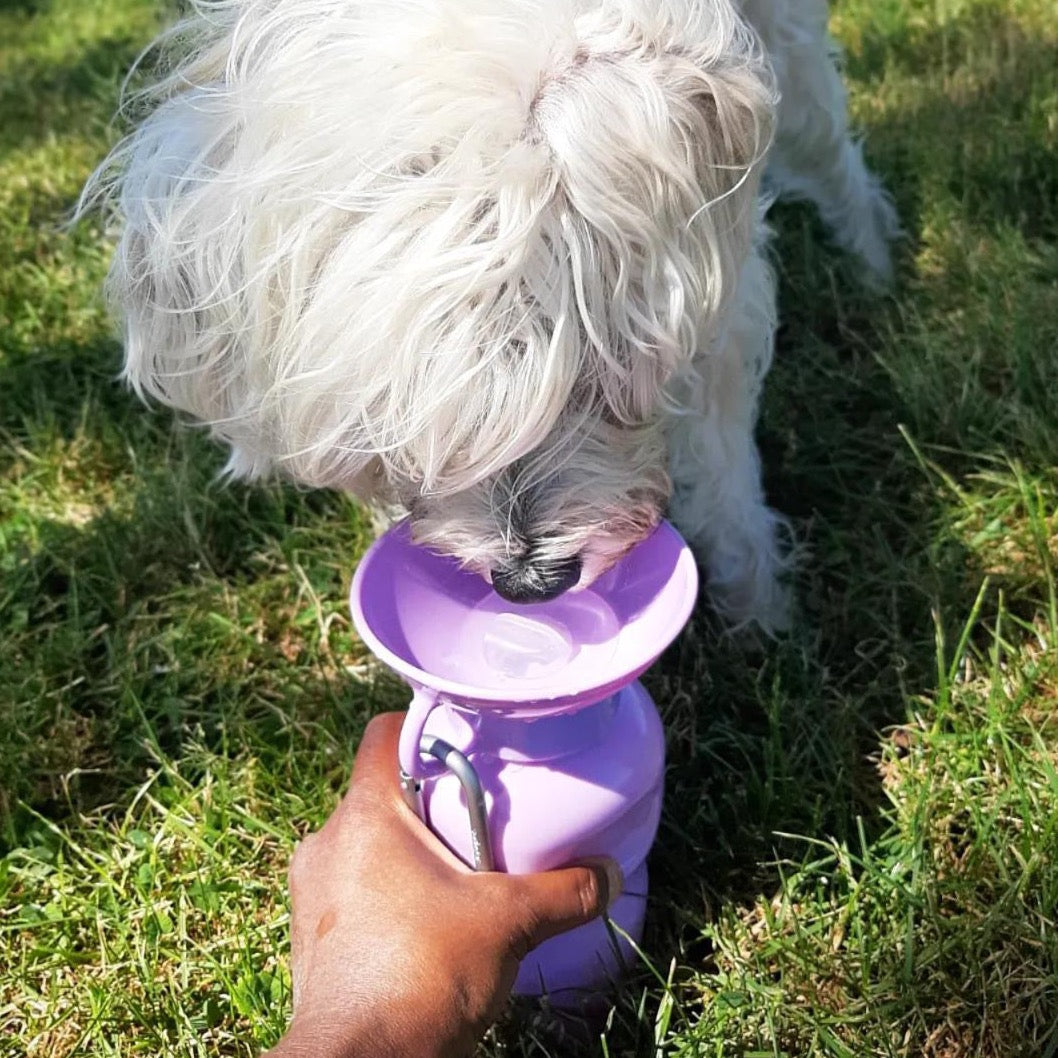 hond drinkt uit paarse drinkfles
