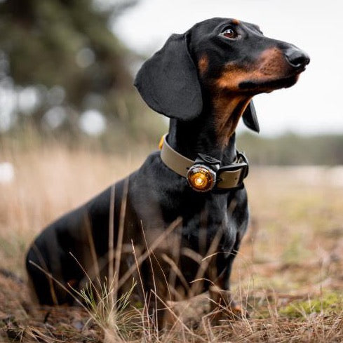 teckel draagt Biothane halsband met naam olijfgroen en geel hondenlampje orbiloc